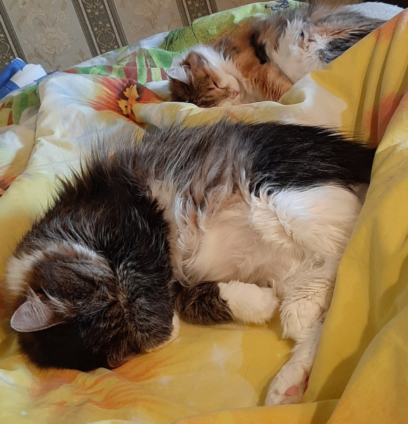 Кошки в нашей жизни. Кошки и все, что с ними связано.