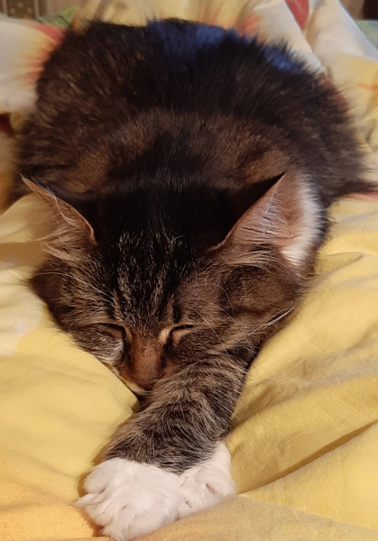 Кошки в нашей жизни. Кошки и все, что с ними связано.