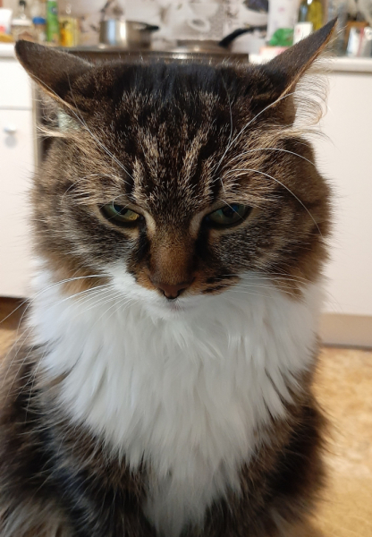 Кошки в нашей жизни. Кошки и все, что с ними связано.