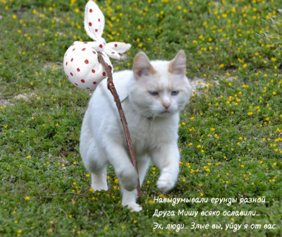 Кошки в нашей жизни. Кошки и все, что с ними связано.