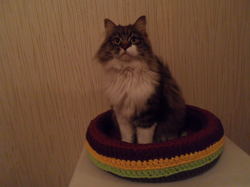 Кошки в нашей жизни. Кошки и все, что с ними связано.