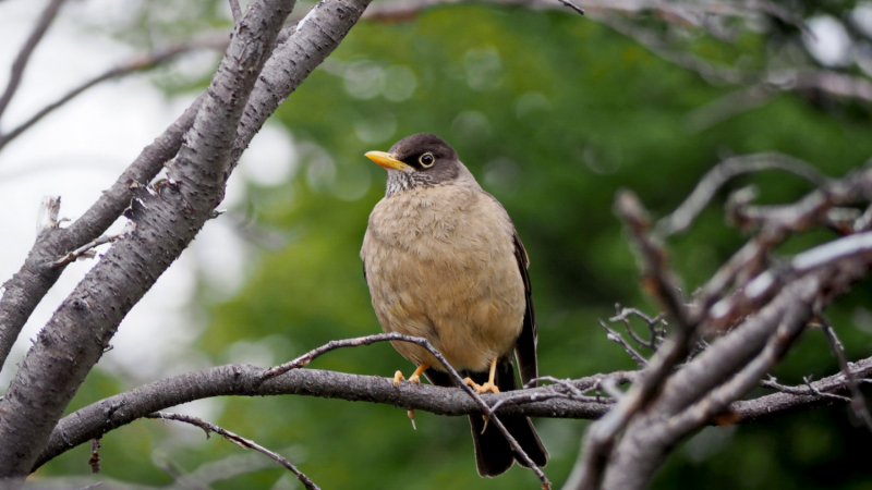 Магелланов дрозд