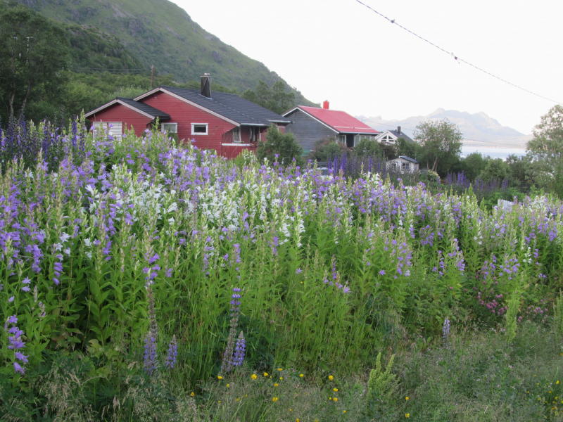 Вело Лофотены июль 2019