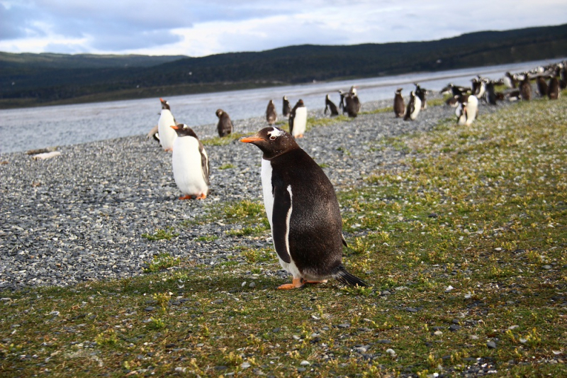 В Аргентину, на край света на 2 недели: от Буэнос-Айреса до Ушуайи. В водопадах Игуасу промокли, по леднику Перито-Морено лазали, пингвинов посещали!