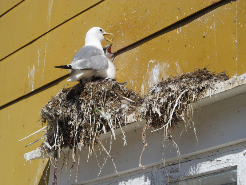 Вело Лофотены июль 2019