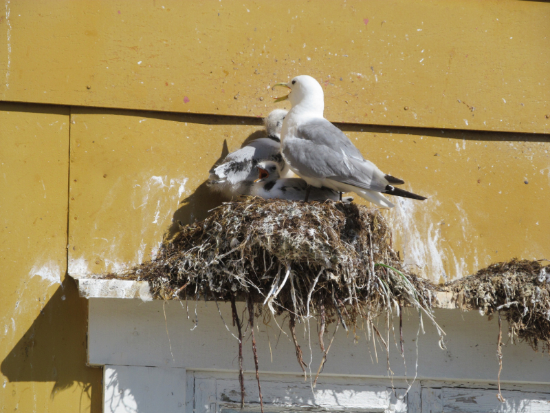 Вело Лофотены июль 2019