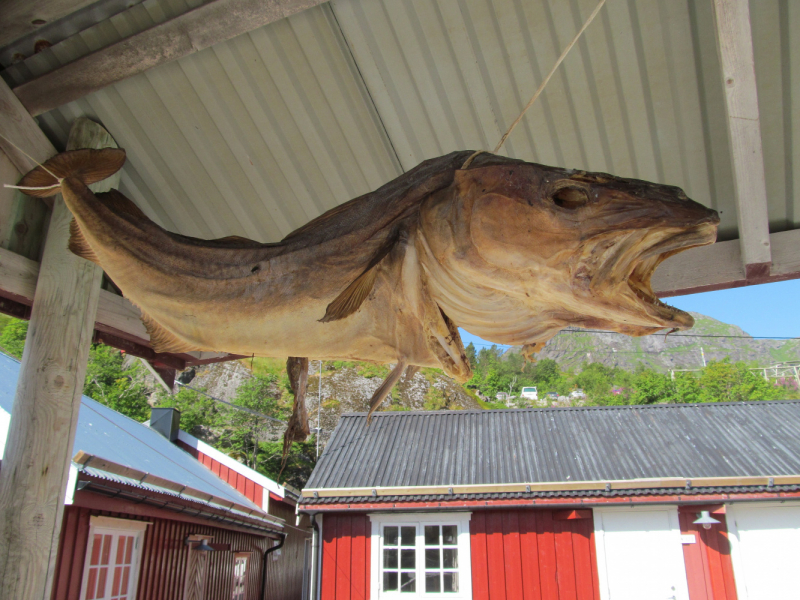 Вело Лофотены июль 2019