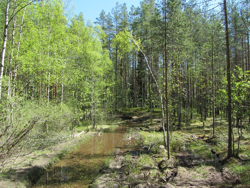 Вырваться из плена. Токсово (Лен.область)