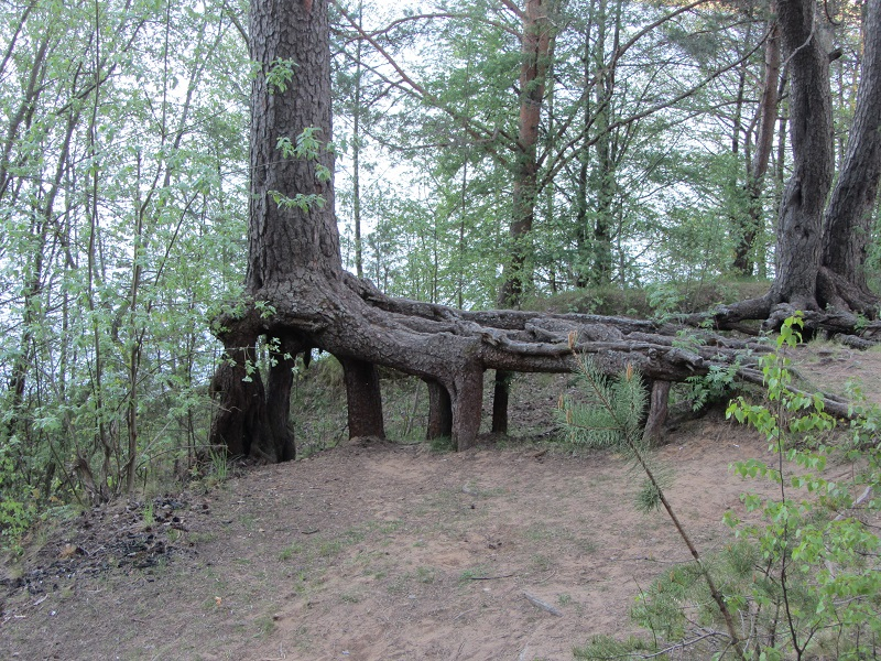 Вырваться из плена. Токсово (Лен.область)