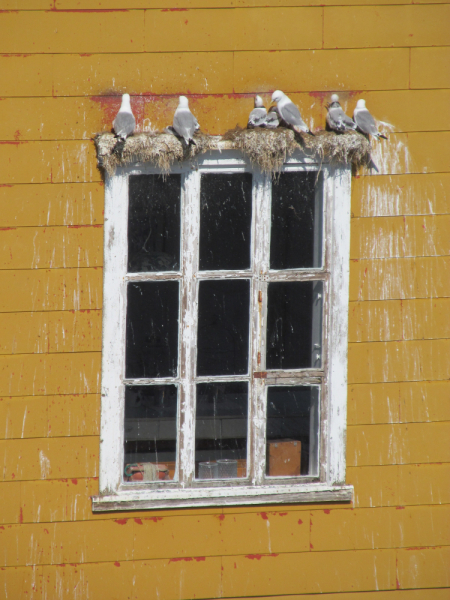 Вело Лофотены июль 2019