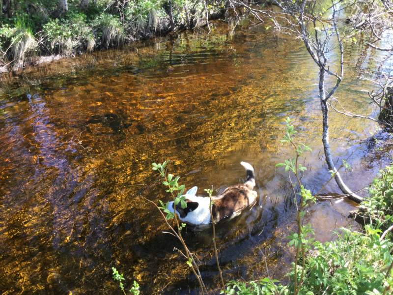 Окрестности Brønnøysund это не только Torghatten