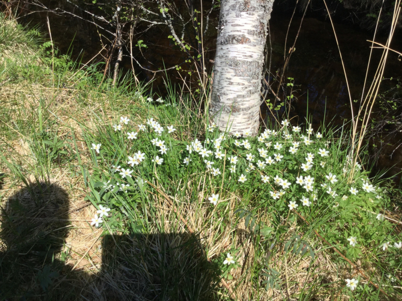 Окрестности Brønnøysund это не только Torghatten