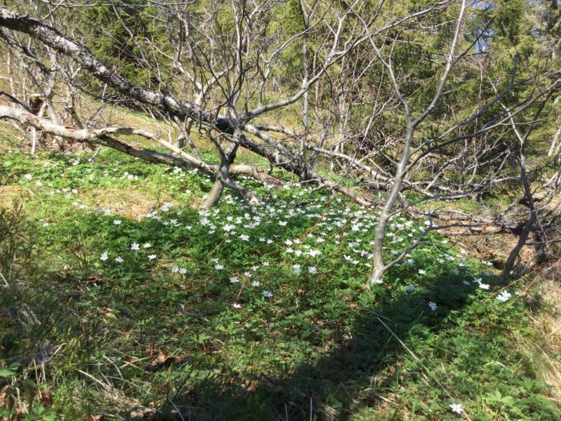 Окрестности Brønnøysund это не только Torghatten