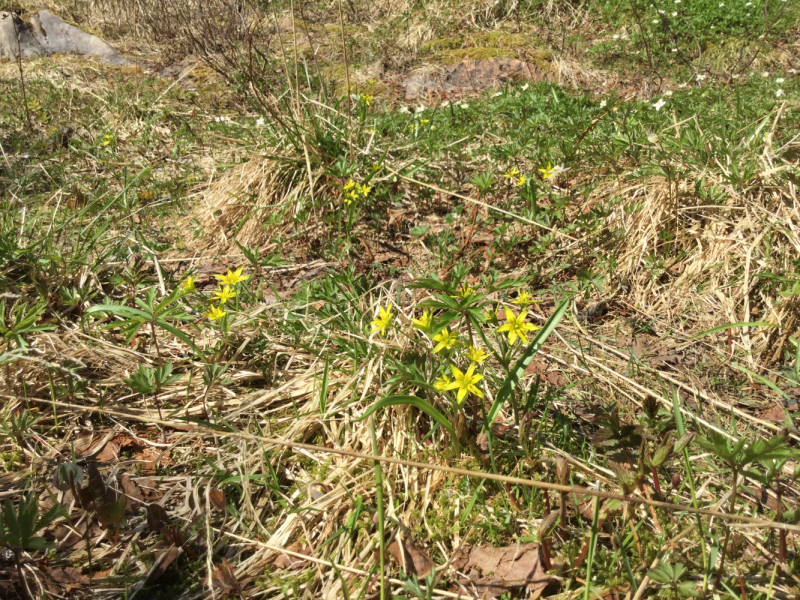 Окрестности Brønnøysund это не только Torghatten