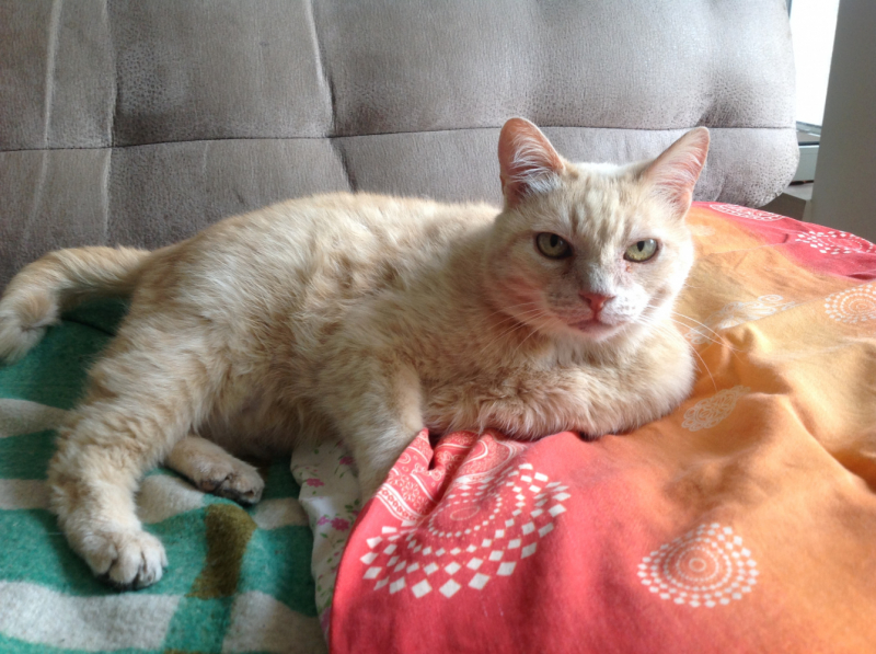 Кошки в нашей жизни. Кошки и все, что с ними связано.