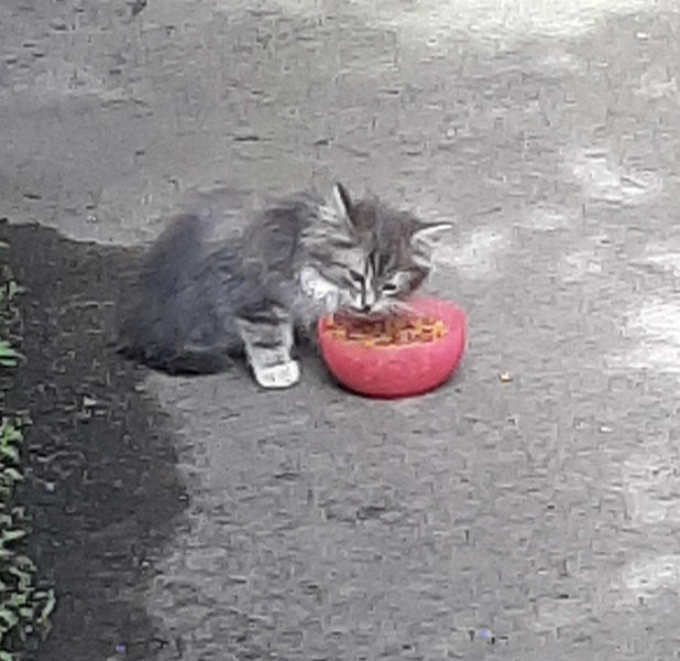 Кошки в нашей жизни. Кошки и все, что с ними связано.