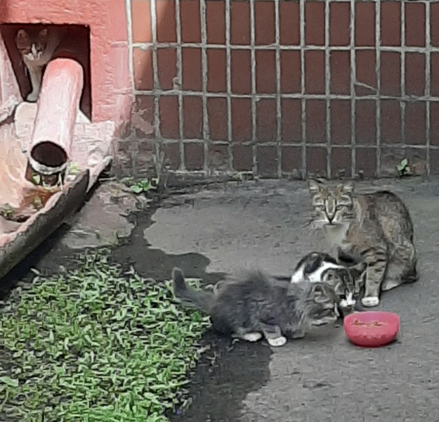 Кошки в нашей жизни. Кошки и все, что с ними связано.