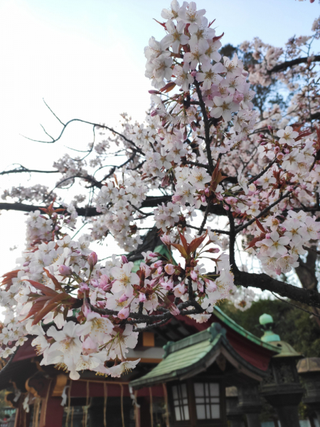 Карантинная весна. Сакура и Япония - март 2020 (Киото, Осака, Хаконе, Токио)