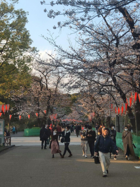 Карантинная весна. Сакура и Япония - март 2020 (Киото, Осака, Хаконе, Токио)