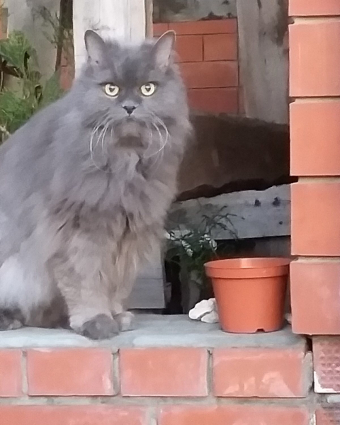 Кошки в нашей жизни. Кошки и все, что с ними связано.