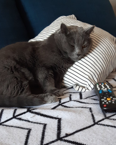 Кошки в нашей жизни. Кошки и все, что с ними связано.