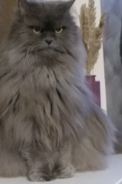 Кошки в нашей жизни. Кошки и все, что с ними связано.