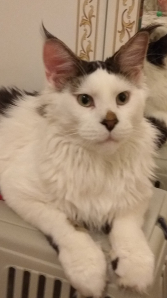 Кошки в нашей жизни. Кошки и все, что с ними связано.