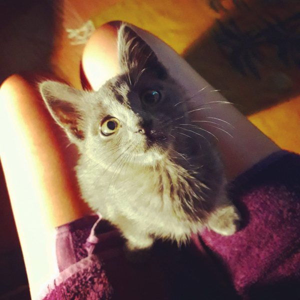 Кошки в нашей жизни. Кошки и все, что с ними связано.