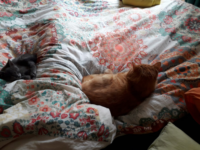 Кошки в нашей жизни. Кошки и все, что с ними связано.