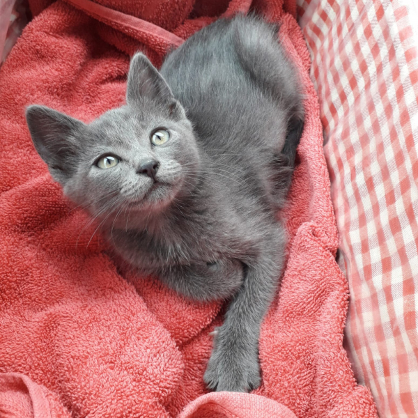 Кошки в нашей жизни. Кошки и все, что с ними связано.