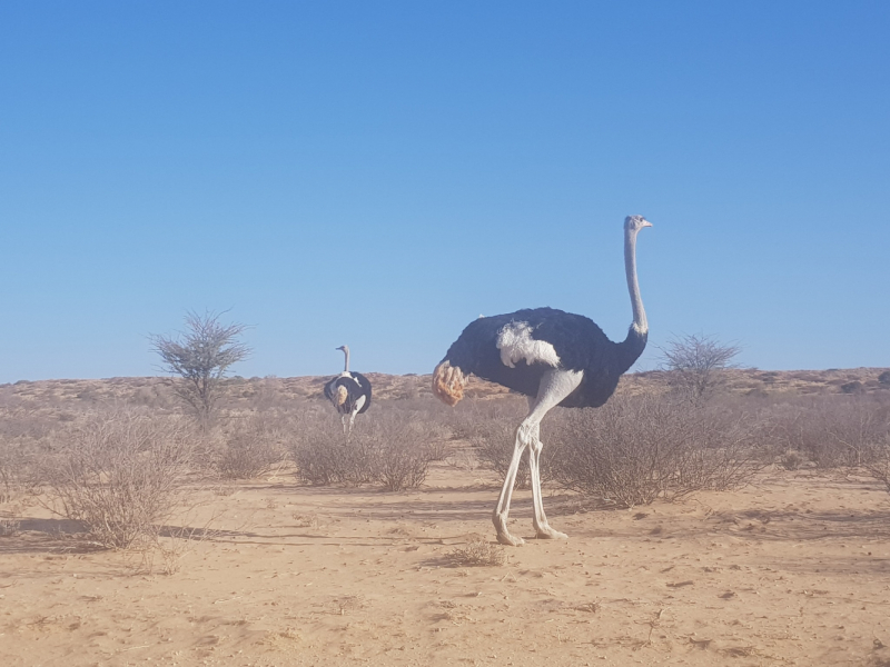 Kgalagadi Transfrontier Park South Africa как где что почем