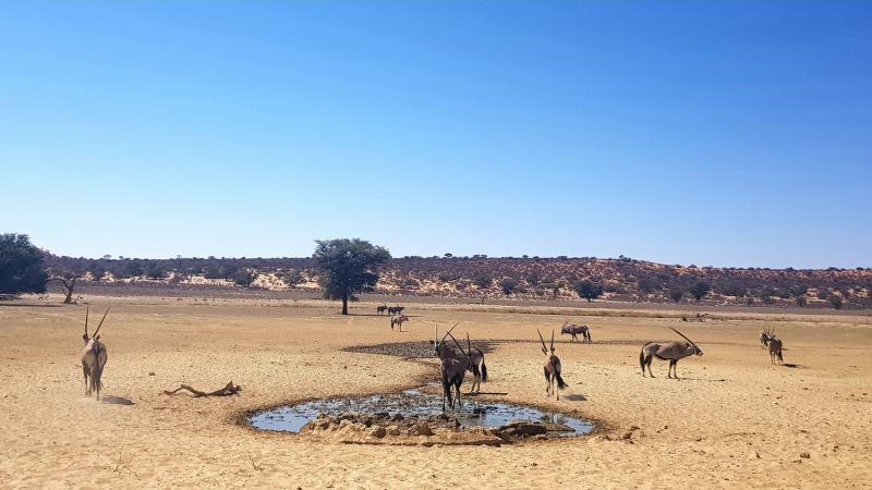 Kgalagadi Transfrontier Park South Africa как где что почем