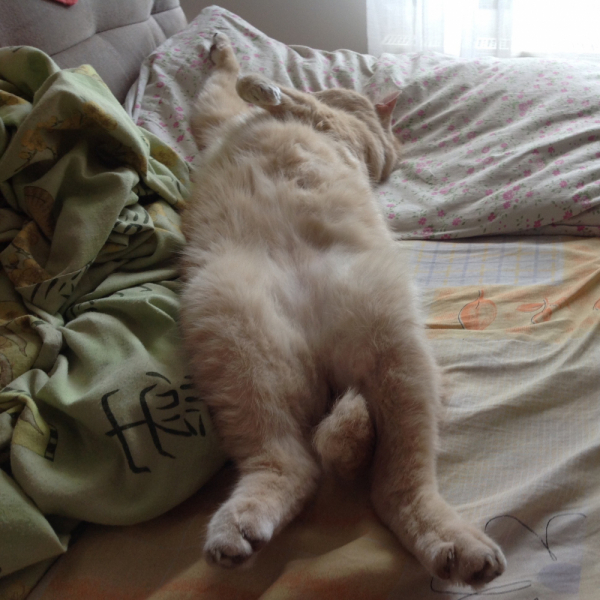 Кошки в нашей жизни. Кошки и все, что с ними связано.