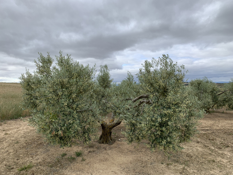 Camino de Santiago (Camino Frances), лето 2019