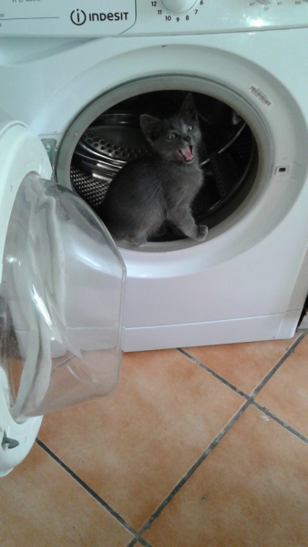 Кошки в нашей жизни. Кошки и все, что с ними связано.