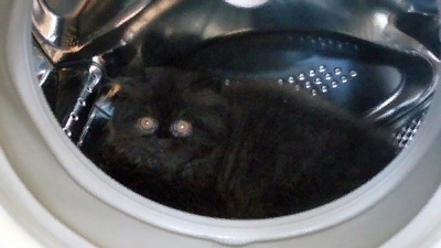 Кошки в нашей жизни. Кошки и все, что с ними связано.