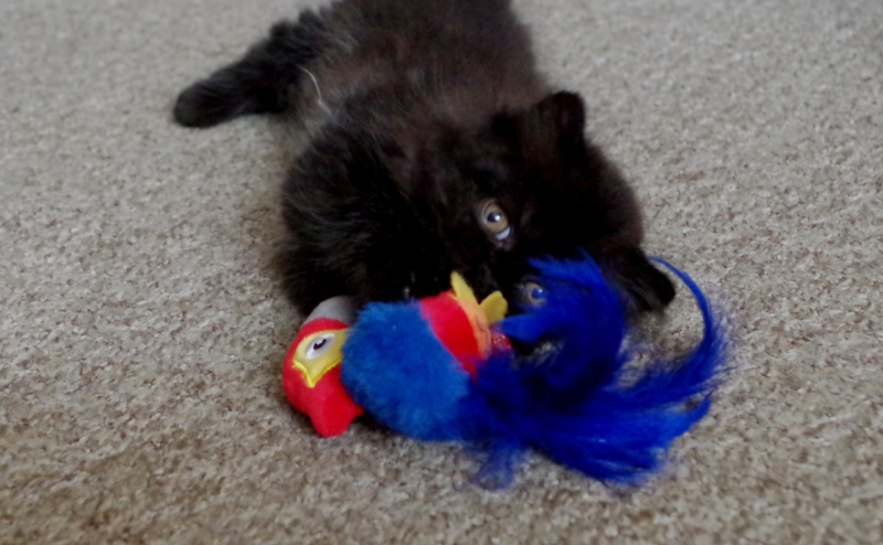 Кошки в нашей жизни. Кошки и все, что с ними связано.