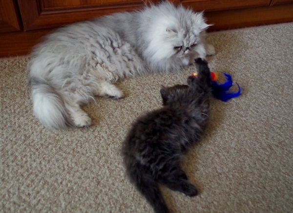 Кошки в нашей жизни. Кошки и все, что с ними связано.