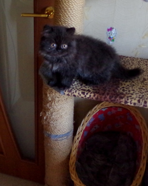 Кошки в нашей жизни. Кошки и все, что с ними связано.