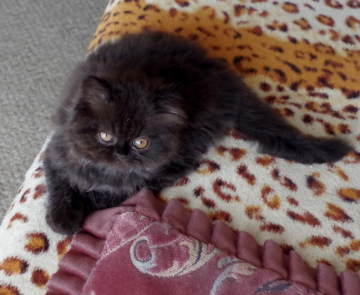 Кошки в нашей жизни. Кошки и все, что с ними связано.