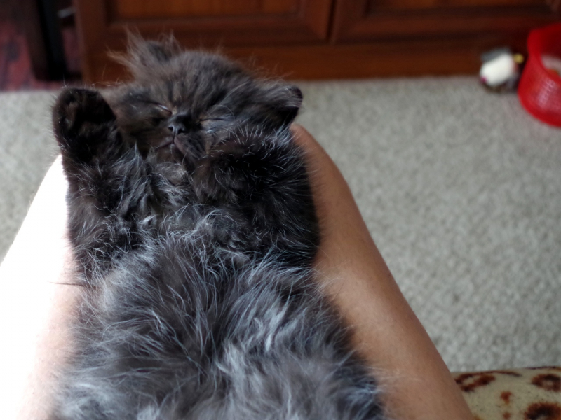 Кошки в нашей жизни. Кошки и все, что с ними связано.