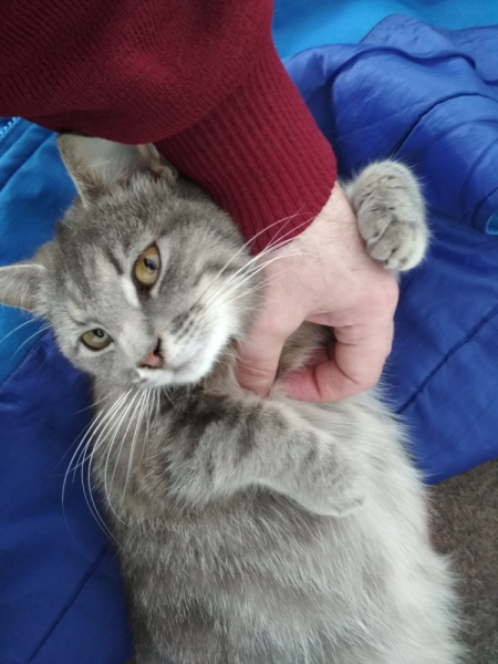 Кошки в нашей жизни. Кошки и все, что с ними связано.