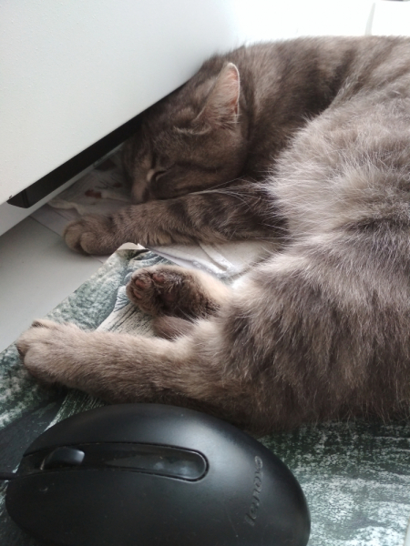 Кошки в нашей жизни. Кошки и все, что с ними связано.