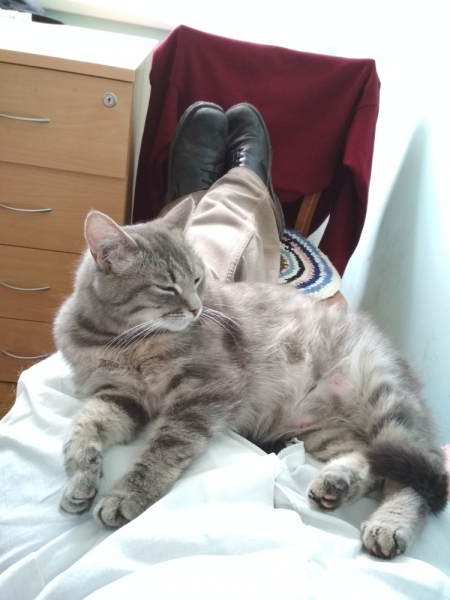 Кошки в нашей жизни. Кошки и все, что с ними связано.