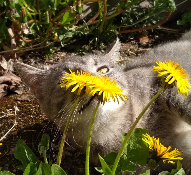 Кошки в нашей жизни. Кошки и все, что с ними связано.