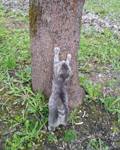 Кошки в нашей жизни. Кошки и все, что с ними связано.