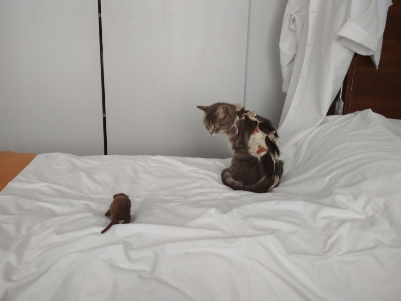 Кошки в нашей жизни. Кошки и все, что с ними связано.