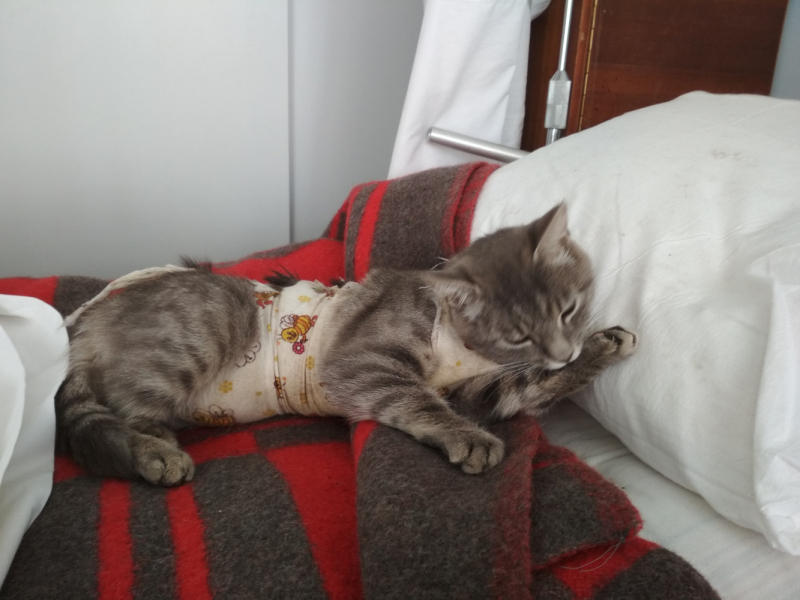 Кошки в нашей жизни. Кошки и все, что с ними связано.