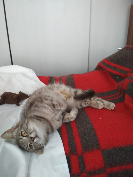 Кошки в нашей жизни. Кошки и все, что с ними связано.