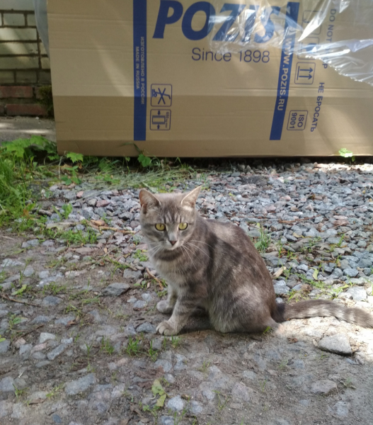 Кошки в нашей жизни. Кошки и все, что с ними связано.